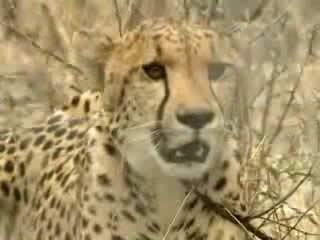 صور Etosha National Park متنزه وطني